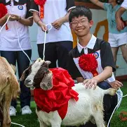 包含紧追在领头羊的身后，强敌对决令人期待的词条